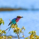 Vogel bij de Chobe River