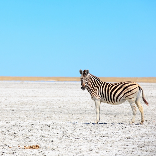Zebra op de Makgadikgadi Pans