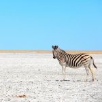 na_al_makgadikgadi pans.jpg