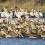 na_al_caprivi_pelicans.jpg