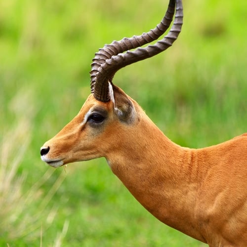 Tarangire, antilope