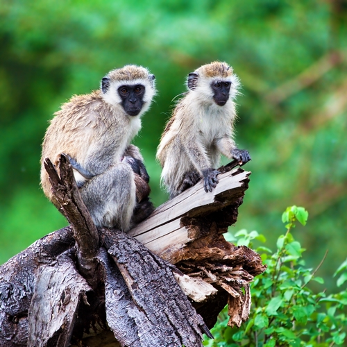 Lake Manyara, apen