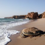 om_al_rasalhadd_schildpad.jpg