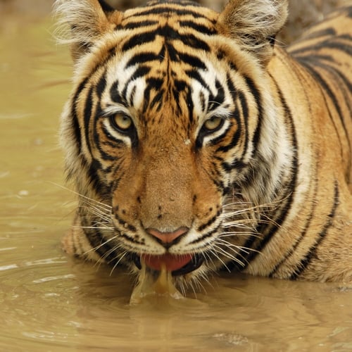 Tijger in Ranthambore Nationaal Park