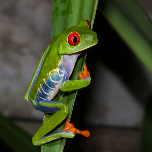 Kikker, Tortuguero Nationaal Park 