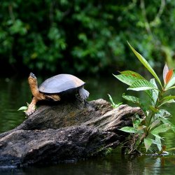cr_al_tortuguero.jpg