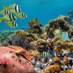 Snorkelen in S&aacute;mara