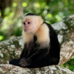 cr_al_tortuguero.jpg