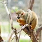 Manuel Antonio Nationaal Park