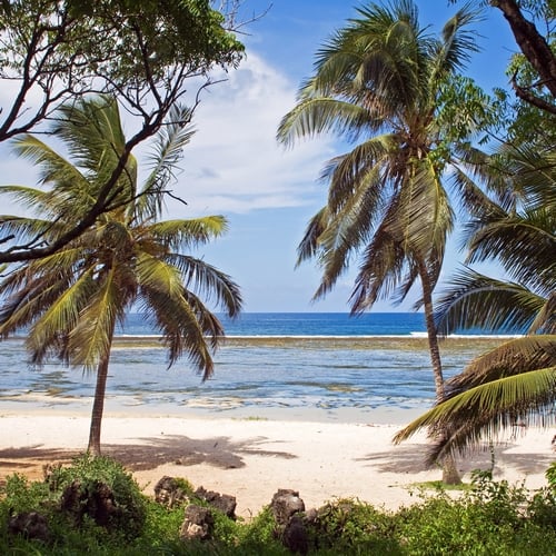 Palmbomen Mombasa