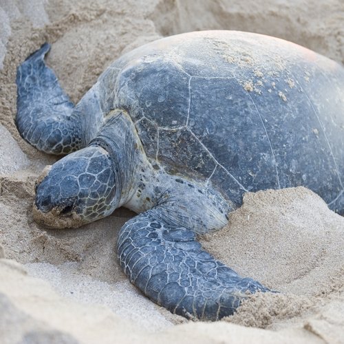 om_al_schildpadrasalhadd.jpg