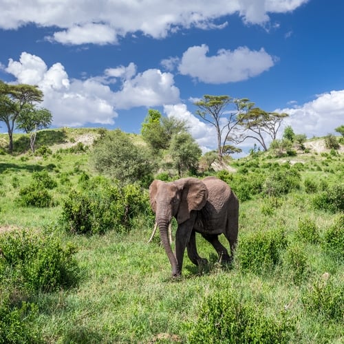 Olifant in Tarangire NP