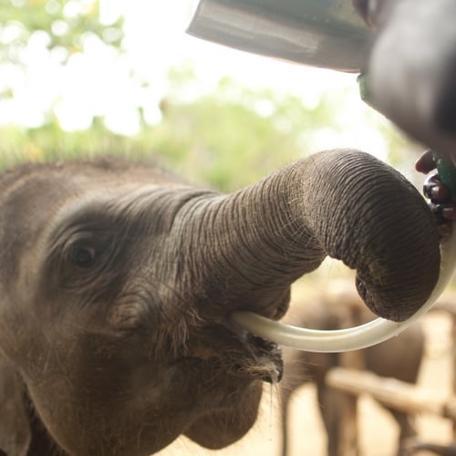 Olifant Transit home met olifant