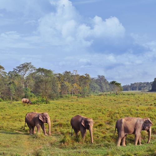 Olifanten in Chitwan Nationaal Park