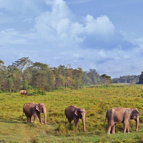 Chitwan Nationaal Park