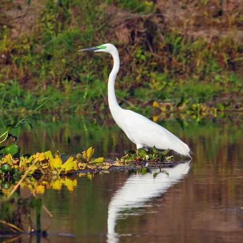 Chitwan vogel, Chitwan Nationaal Park