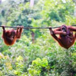 my_al_sandakan shutterstock_102696650.jpg