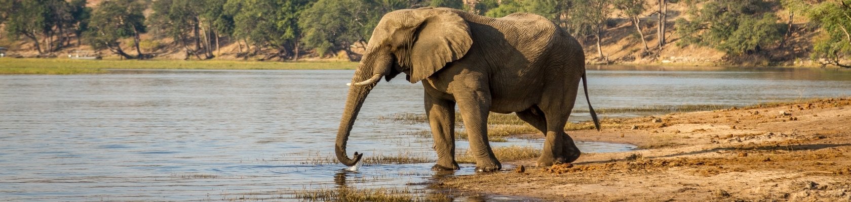 Chobe NP