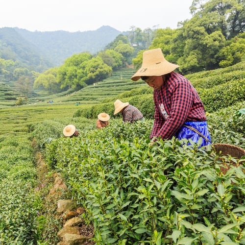 Hangzhou, theeplantage