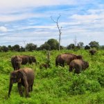 lk_alg_udawalawe_olifant.jpg