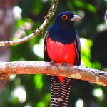 ec_alg_lagoagrio_vogel.jpg