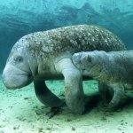 us_plaats_crystalriver_homosassa.jpg