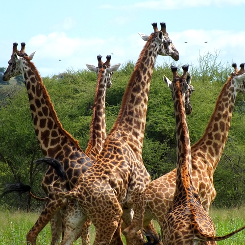Giraffen in Tarangire Nationaal Park