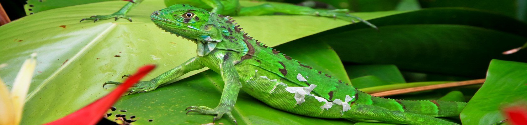 Tortuguero Nationaal Park