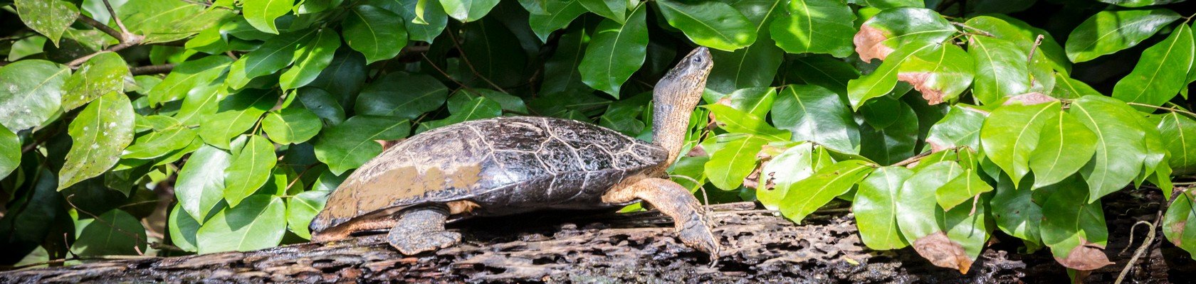 Tortuguero Nationaal Park