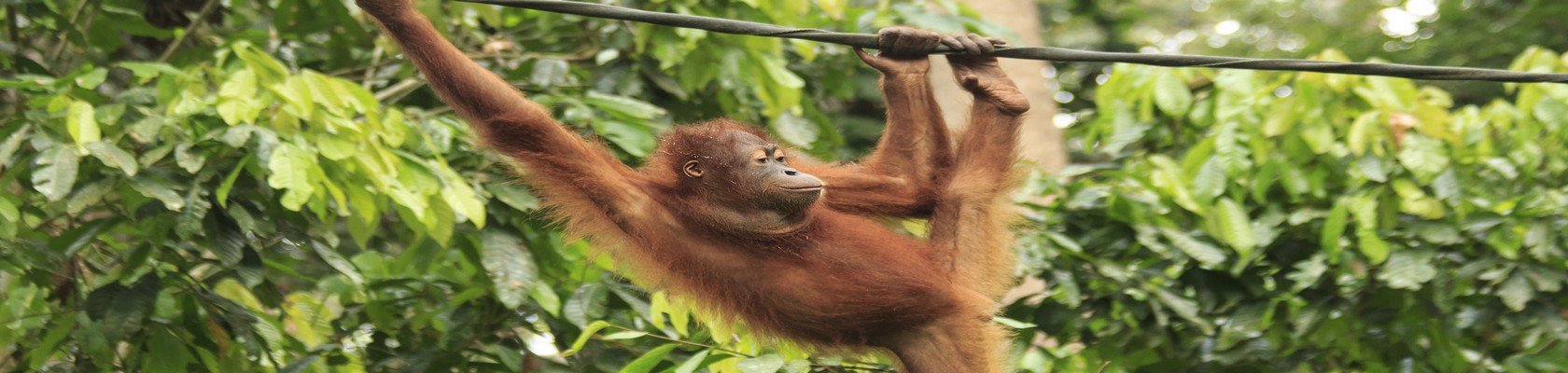 Bezoek aan de Orang Oetans van Sepilok