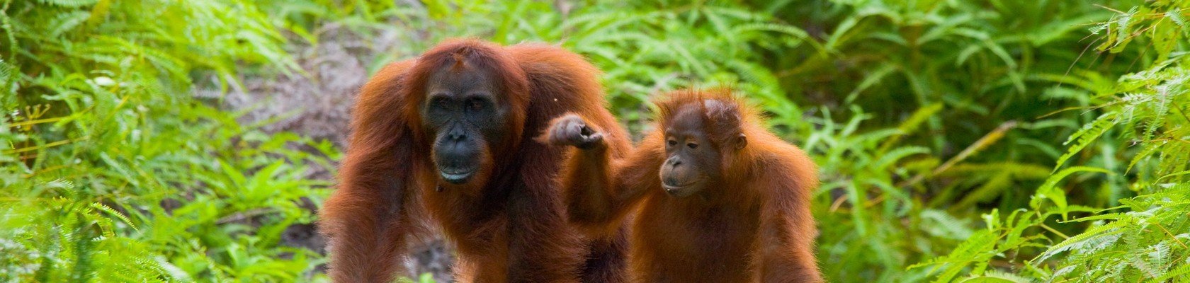Orang Oetang Rehabilitatie centrum