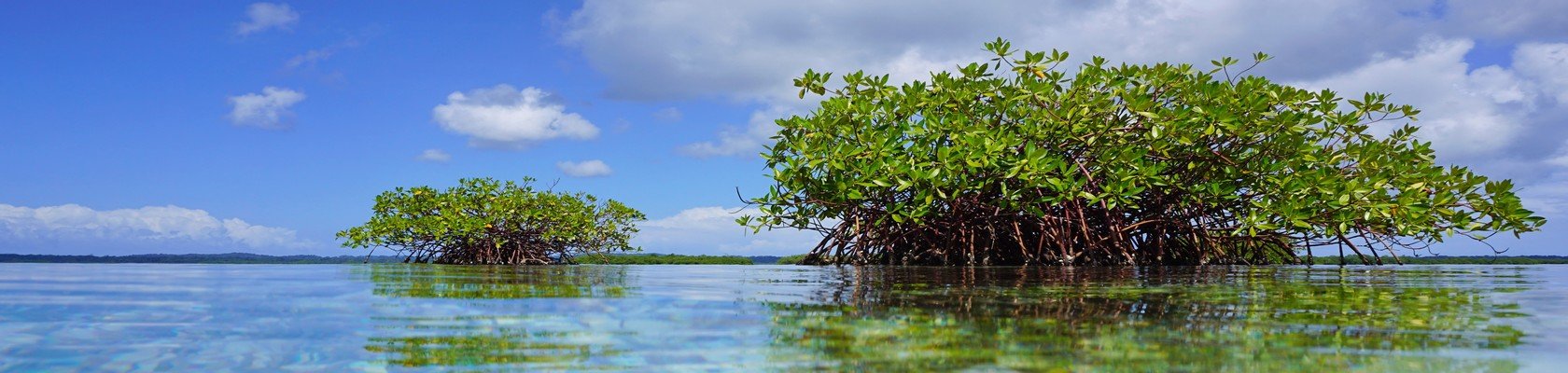 Mangrove tocht Damai en op zoek naar dolfijnen