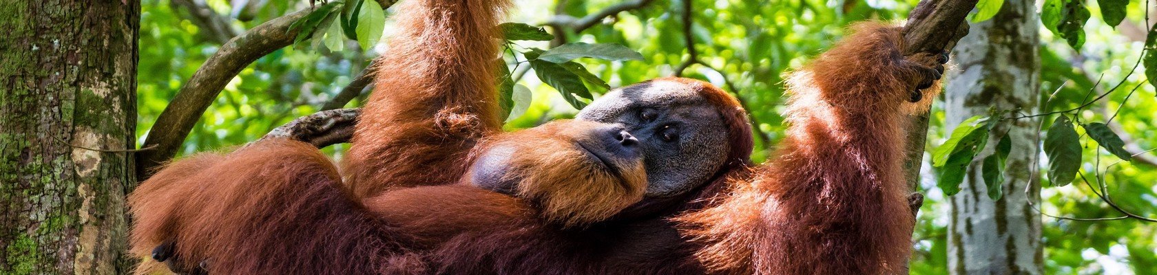Zie de orang oetans op Sumatra