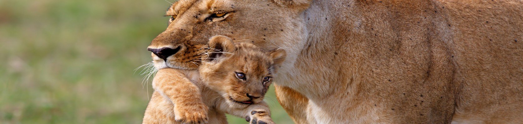 Masai mara park