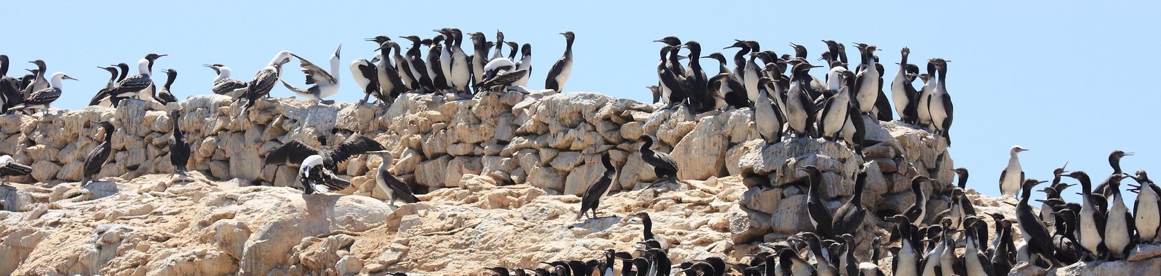 Ballestas eilanden