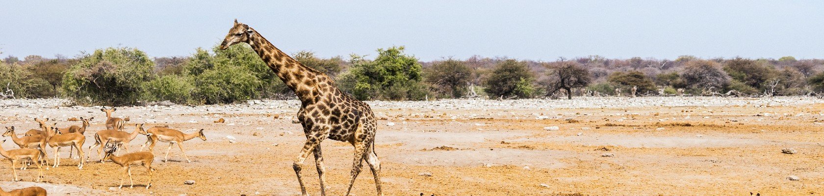 Etosha nationaal park