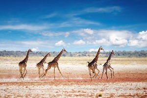 Safari Etosha nationaal park