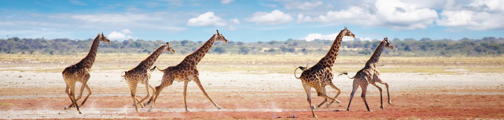 Safari Etosha nationaal park