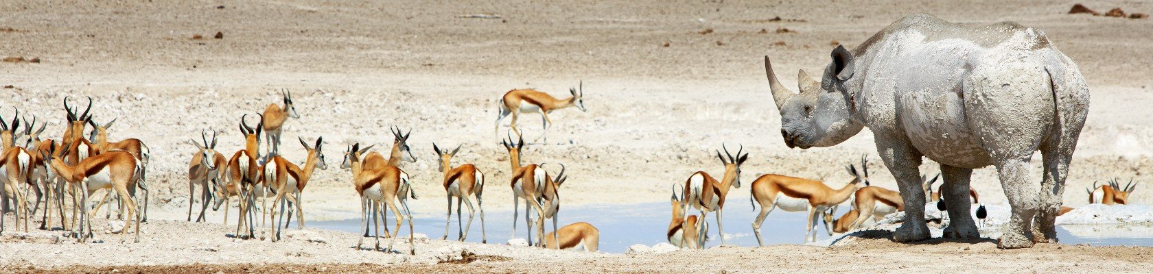 Etosha nationaal park