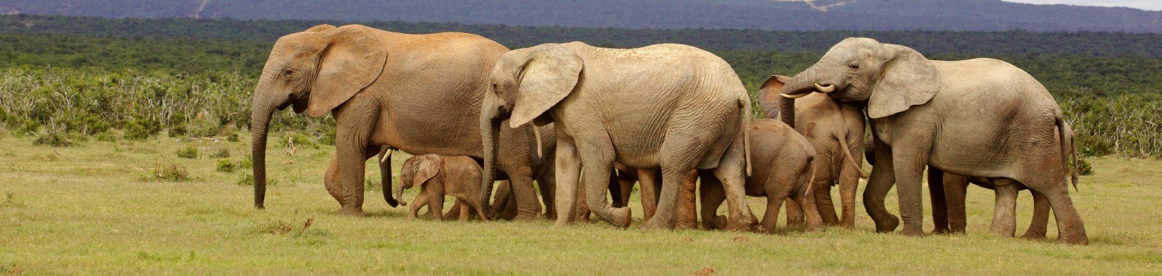 De olifant, onderdeel van de Big 5 