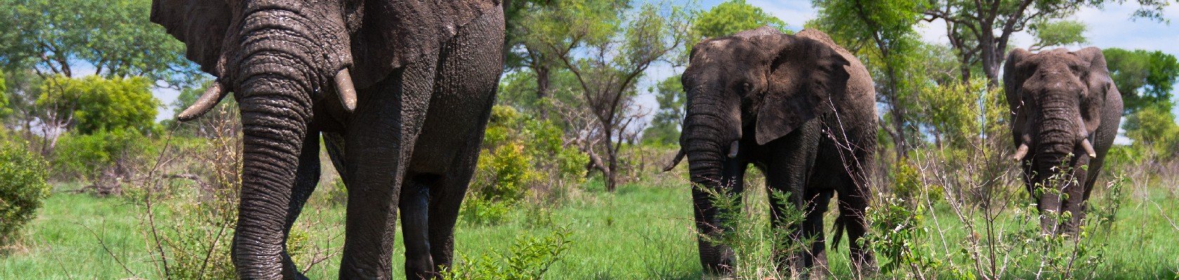 Olifanten in Kruger Nationaal Park