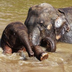 th_al_elephantnaturepark.jpg