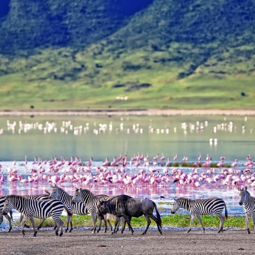 Zebra's en flamingo's in Ngorongoro