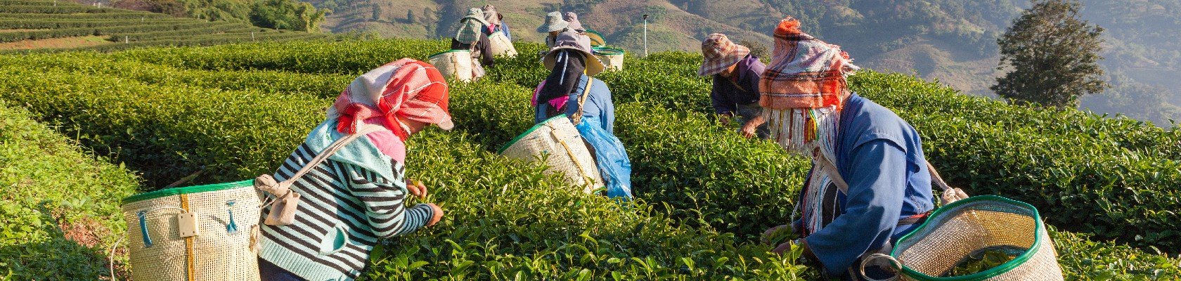 Theevelden van de Cameron Highlands