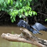 cr_alg_canonegro_bird.jpg