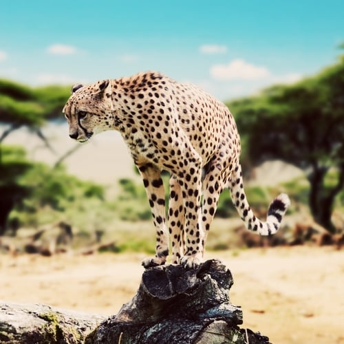 Cheeta in Serengeti NP