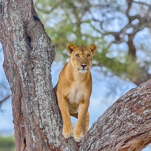 Leeuw in Manyara NP