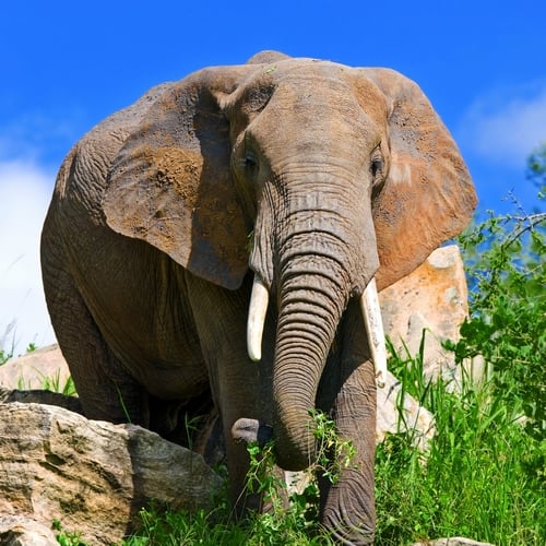 Olifant in Tarangire NP