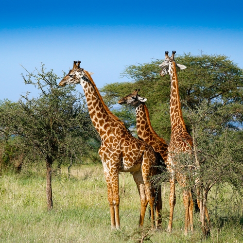 Serengeti Nationaal Park, giraffen