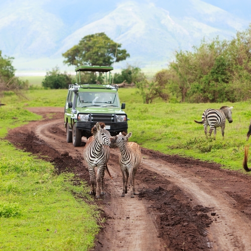 Zebra's in Ngorongoro NP